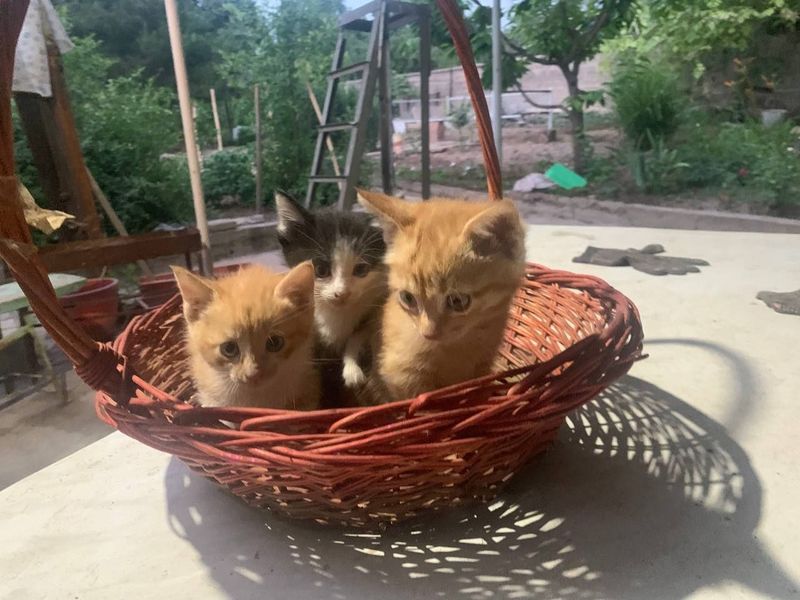 Котята бесплатно Котята бесплатно