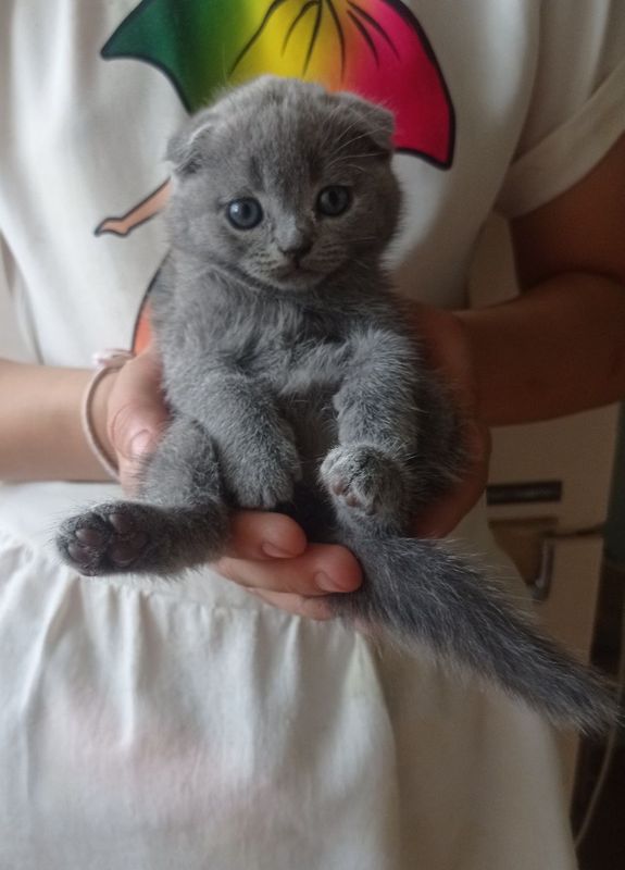 Продаю котенка скотиш фолд Продаю котенка скотиш фолд