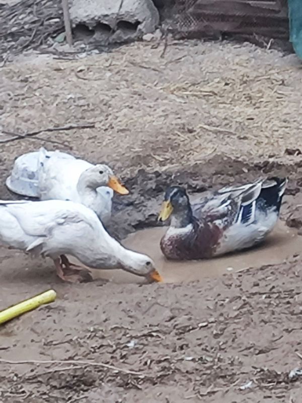 O'rdak bor tovuq ili jojaga almawaman