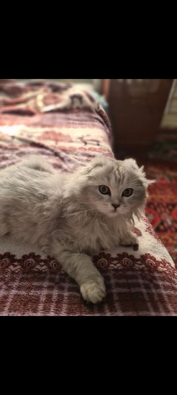 Mushuk scotish fold Mushuk scotish fold