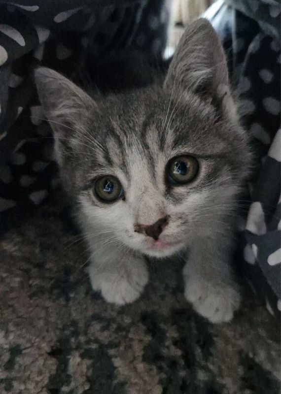 Котята в добрые руки Котята в добрые руки