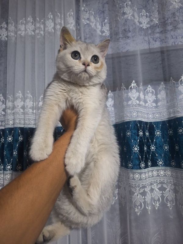 Shinshila qizbola 6 oylik pasportlari bor Shinshila qizbola 6 oylik pasportlari bor