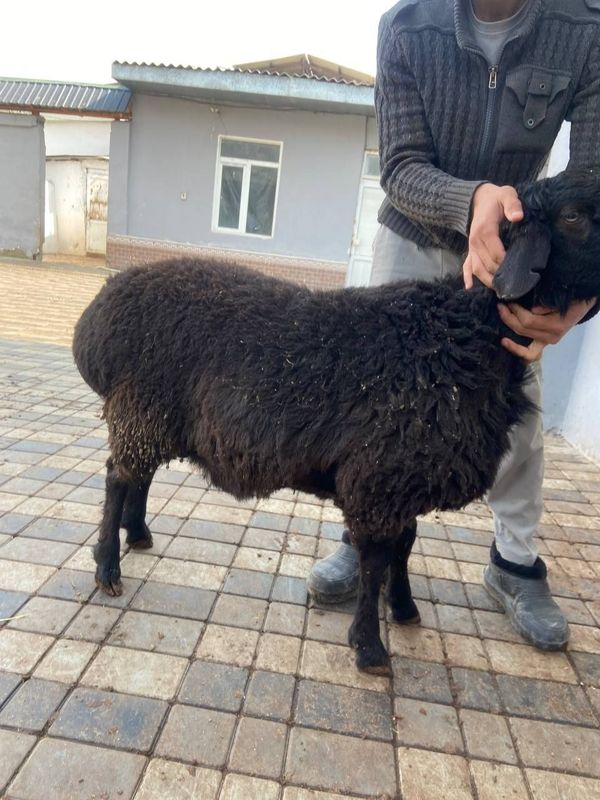 Qassob xizmati sifatli qoy soyish hizmati Qassob xizmati sifatli qoy soyish hizmati