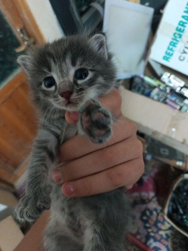 Шиншилла котята 1 мечяц Шиншилла котята 1 мечяц