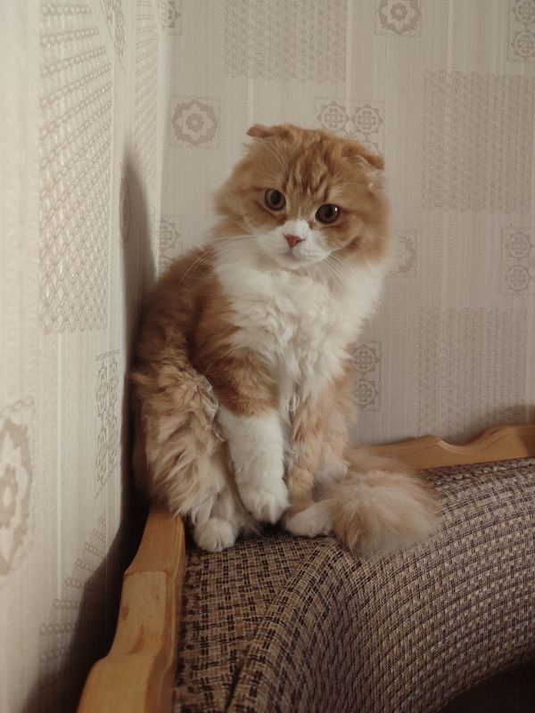 Scottish fold sotiladi Scottish fold sotiladi