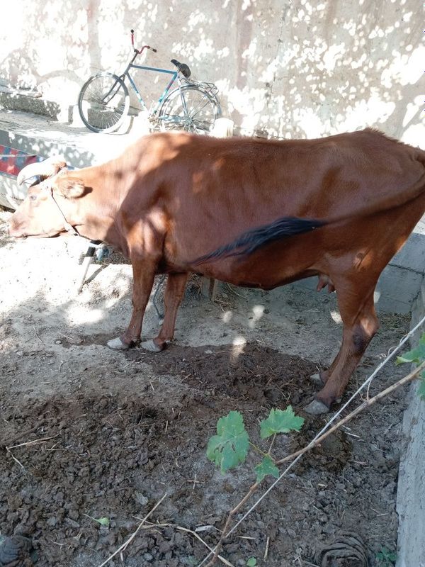 Mol sotiladi 2 ta tug'gan Mol sotiladi 2 ta tug'gan