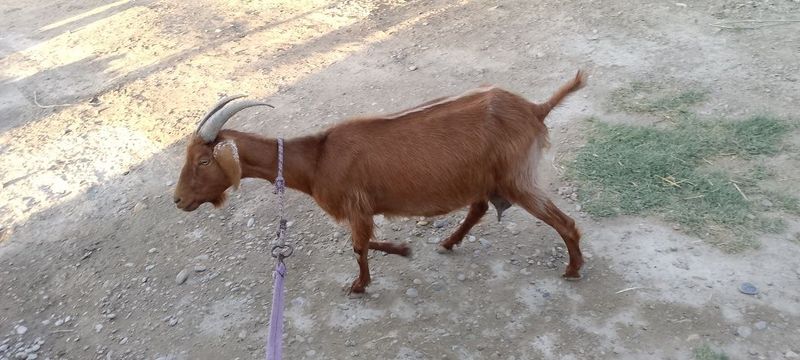 echki sotiladi . echki sotiladi .