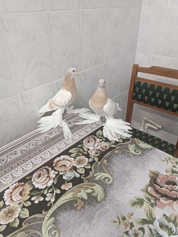 Продаются тасманы уды сизые с хорошей тягой игрой