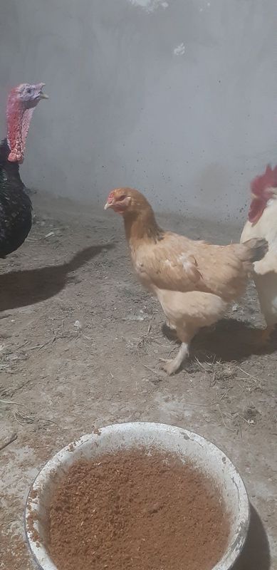 Brama tovuq sotiladi Brama tovuq sotiladi