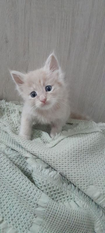 Бублик маленький