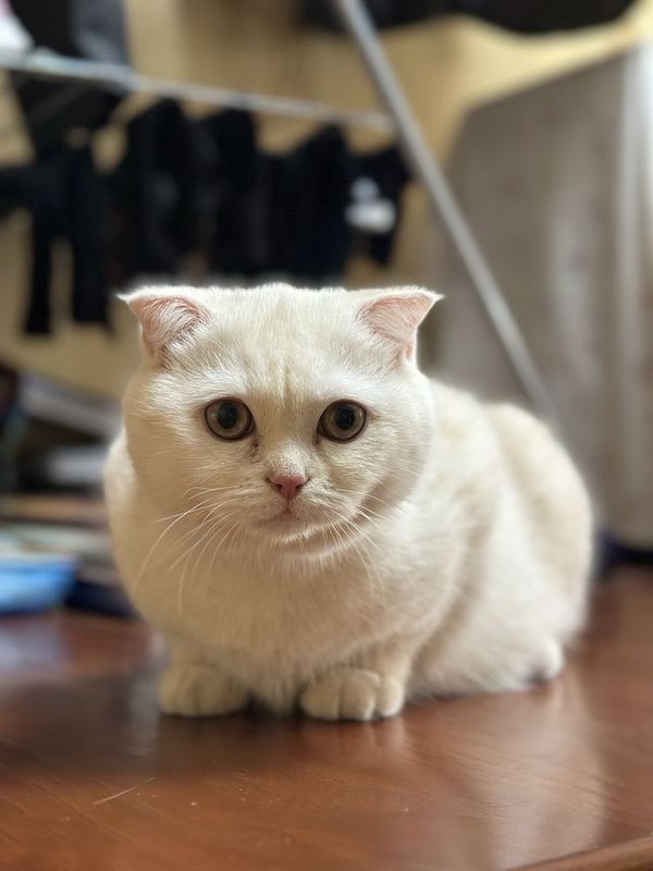 Продаю своего кота