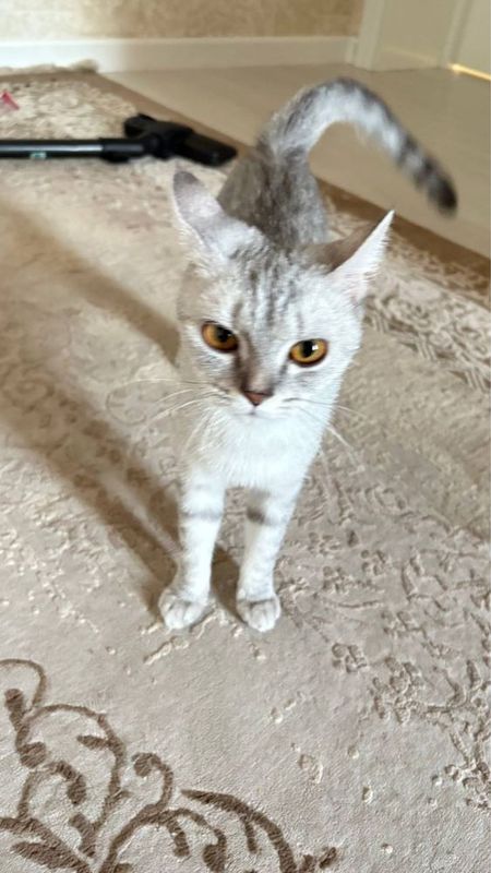 Кошка! Яхши боқилган! Уй мушуклари. Кошка! Яхши боқилган! Уй мушуклари.
