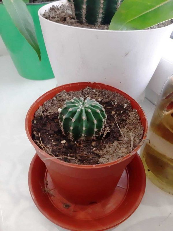 Продам оригинальный цветок кактус Эхинопсис ECHINOPSIS 1шт 30,000 сум