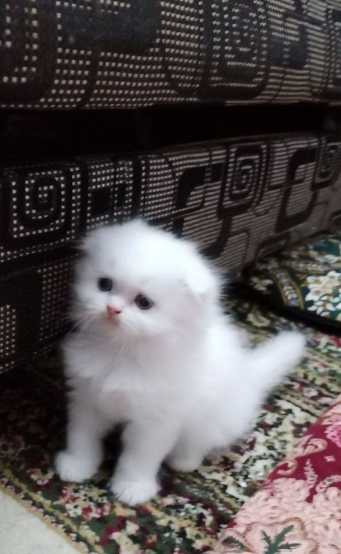 Продается Шотландские котята