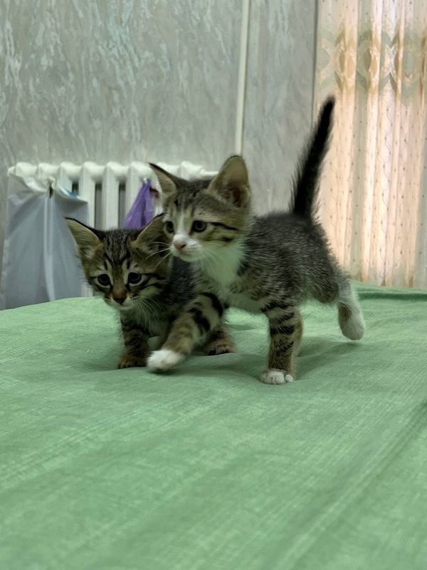 Котятам 1,5 месяца