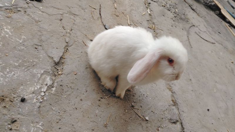 Karlik baranla sotiladi zoti toza