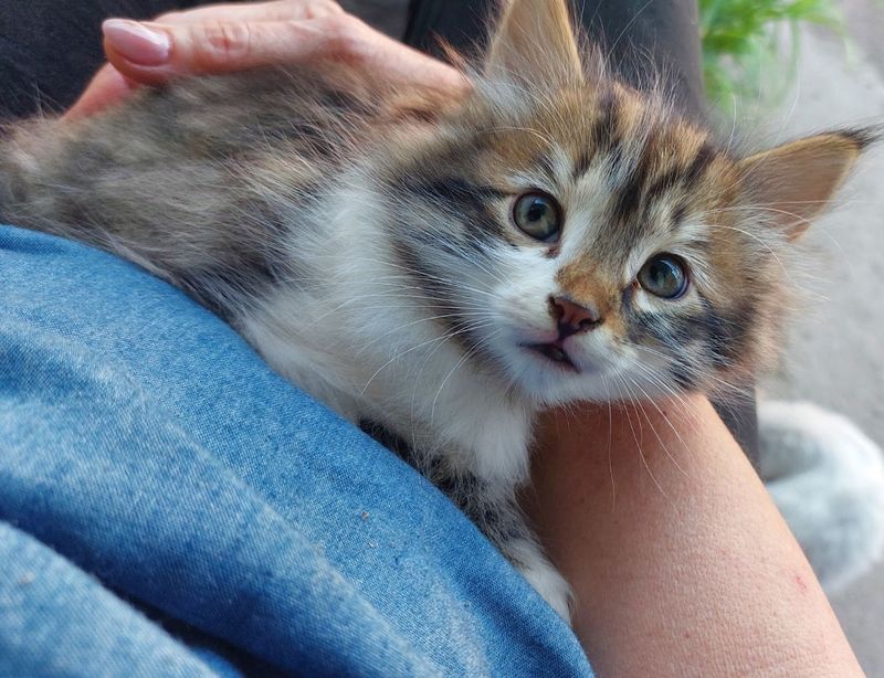 Пристраиваются котята Пристраиваются котята