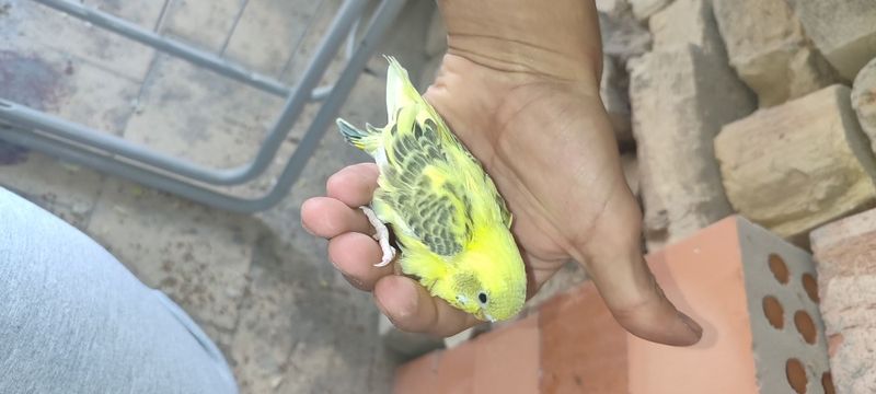Papugay sotiladi Papugay sotiladi