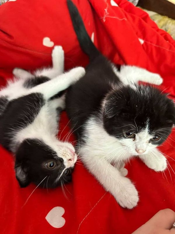 Шотландский котята от чистокровных родителей Шотландский котята от чистокровных родителей