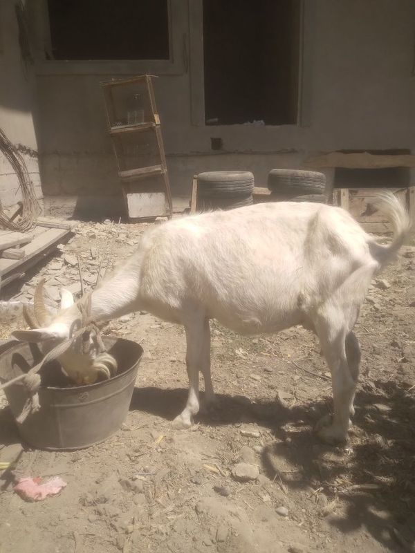 Echki sotiladi. Echki sotiladi.
