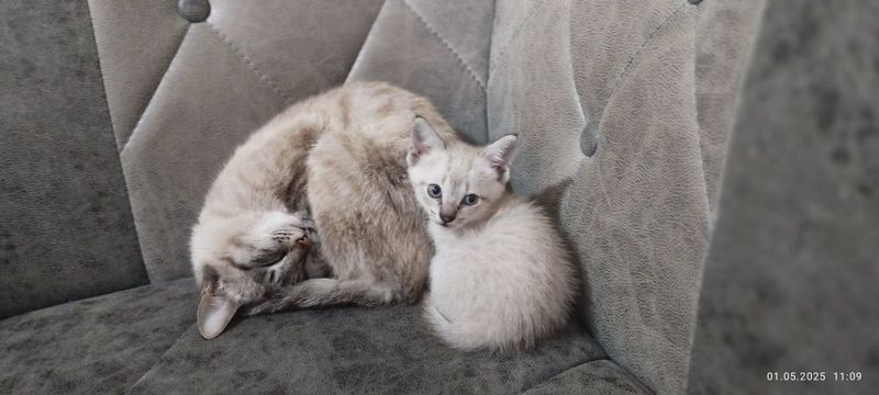 Сиямский котёнок продаётся. Сиямский котёнок продаётся.