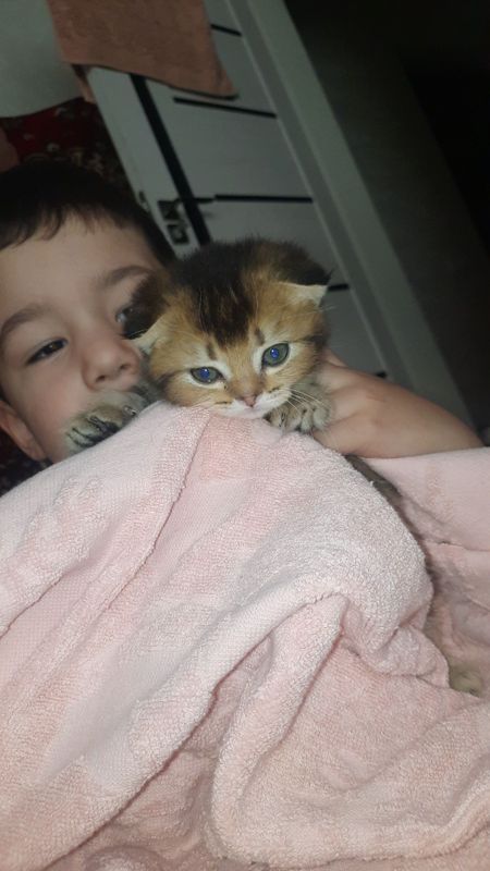 Shinshilla qiz bola 2oylik