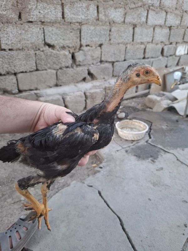 Ota onasi turk. Jojalari bor Ota onasi turk. Jojalari bor