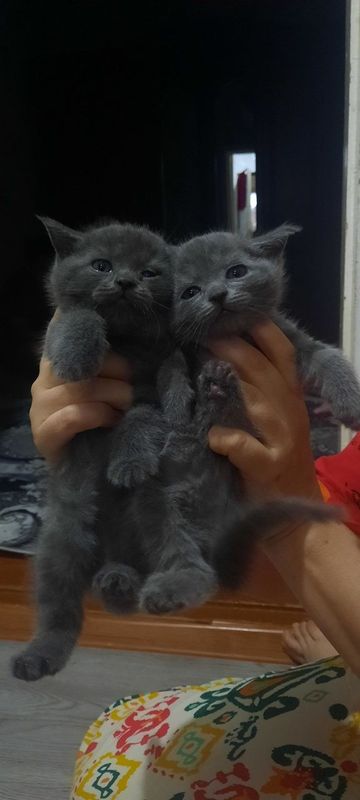 Британские кошки Британские кошки