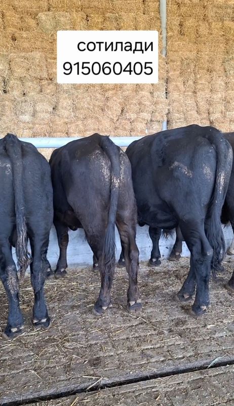 Buqalar sotiladi Angus Smental har xil parodali Buqalar sotiladi Angus Smental har xil parodali