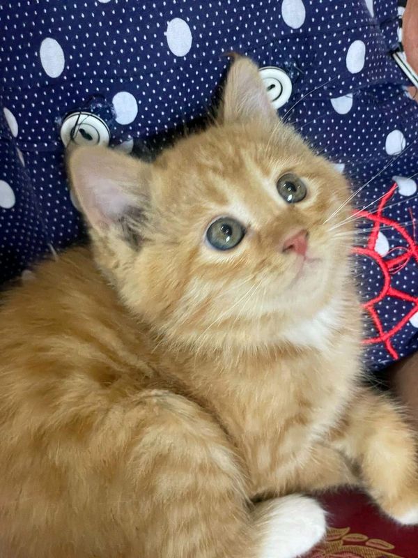 Котёнок Котёнок