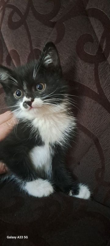 Uy mushuklari Cats Uy mushuklari Cats