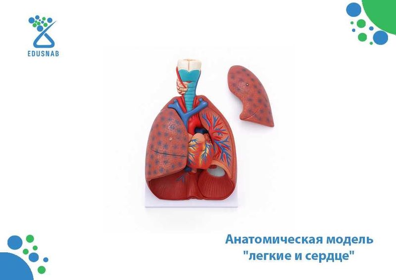 Анатомическая модель "легкие и сердце" Анатомическая модель "легкие и сердце"