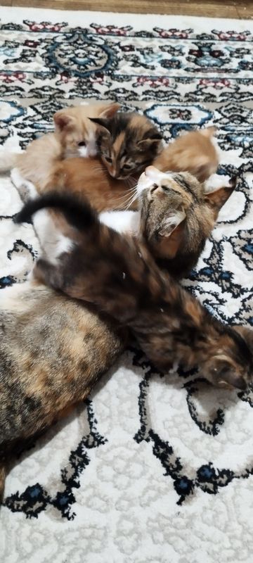 Котята в хорошие руки