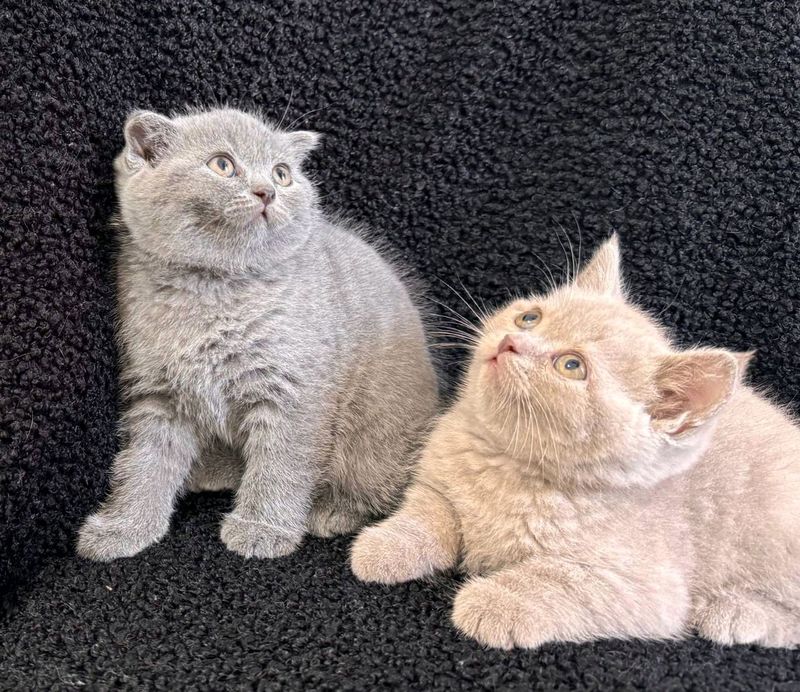 скотиш Фолд и Скотиш Страйт пампосики скотиш Фолд и Скотиш Страйт пампосики