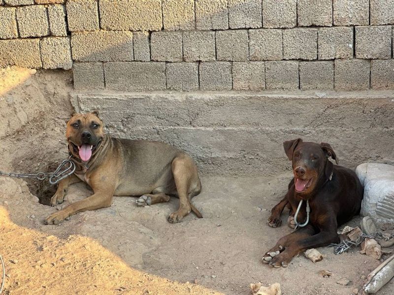 Sotiladi pitbul, daberman Sotiladi pitbul, daberman