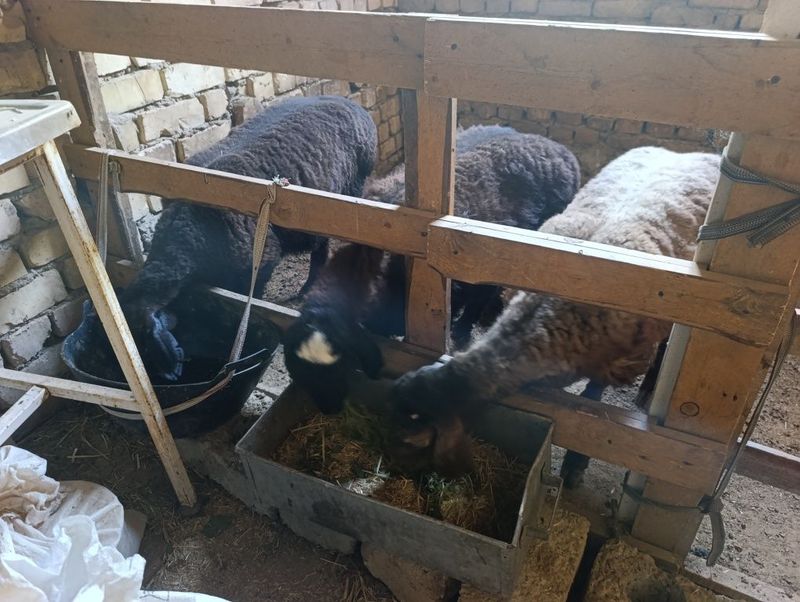 6 oyli qözi qochqorla 6 oyli qözi qochqorla