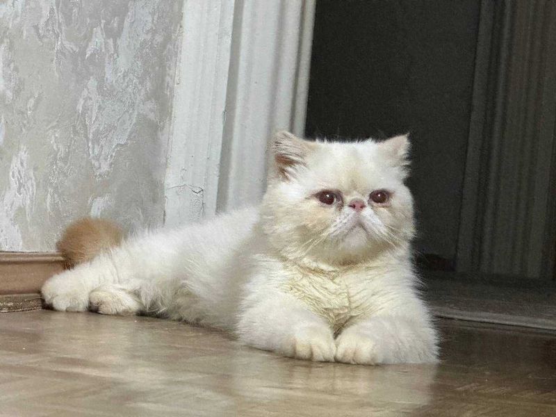Продам кота порода Экзод Продам кота порода Экзод