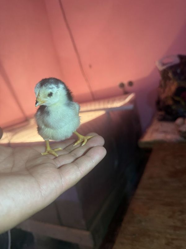 Dakan joja toza zot ota onasini korsatamiz Dakan joja toza zot ota onasini korsatamiz