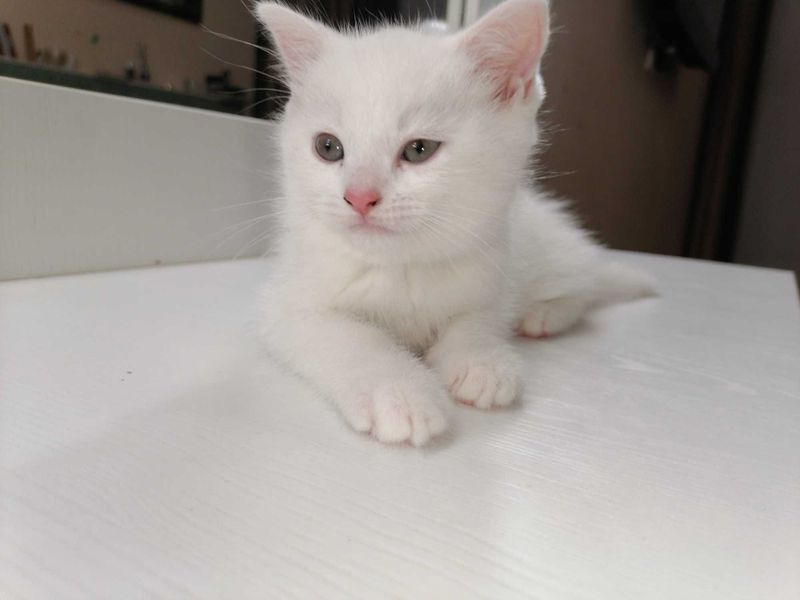 Котёнок шотландский породы Котёнок шотландский породы