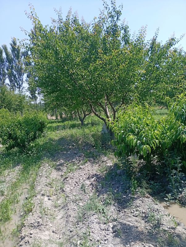 ish izlayabman kunlik 250 so'mdan bo'lsa yaxshidi