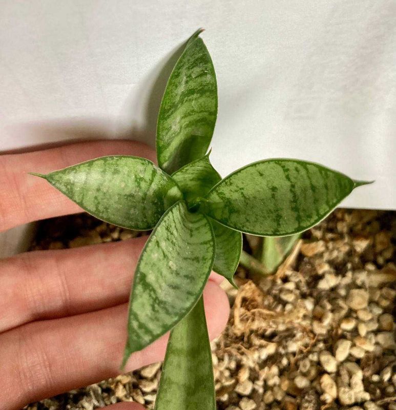 Коллекционные сансевиерии Sansevieria Comet Parrot, Crocodile Rock др Коллекционные сансевиерии Sansevieria Comet Parrot, Crocodile Rock др