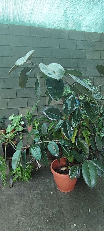 Ficus guli 10 yillik Ficus guli 10 yillik