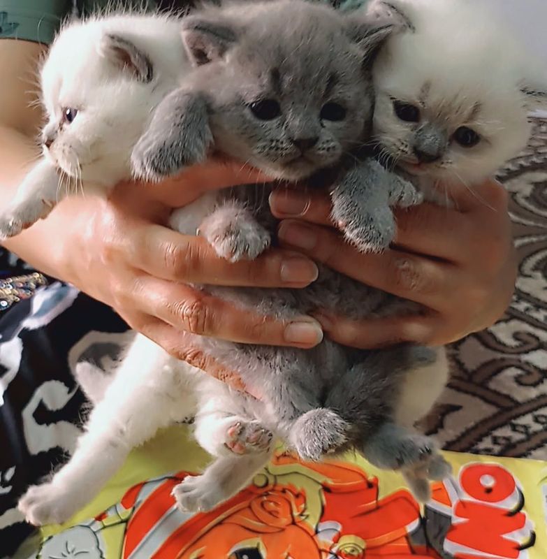 Продаются котята Продаются котята
