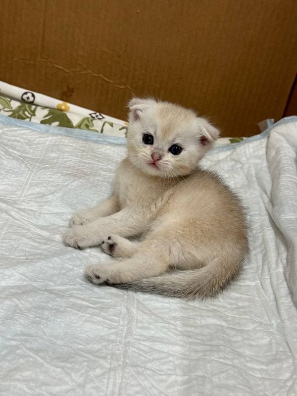Породыстие котята