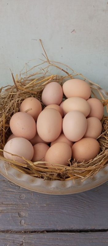 Продаются домашние яйцо Продаются домашние яйцо