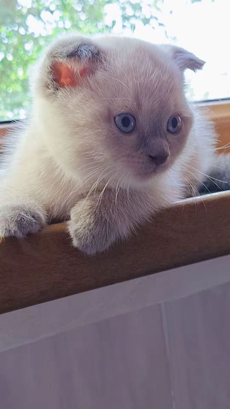 Продаётся породистый котёнок Скоттиш фолд . Продаётся породистый котёнок Скоттиш фолд .