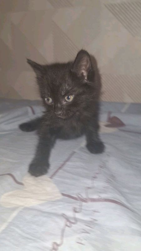 mushukcha 1yarm oyli judda chaqon latokga organga mushukcha 1yarm oyli judda chaqon latokga organga