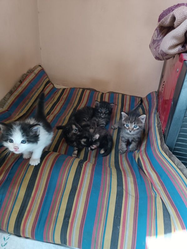 Котята бесплатно, красивые