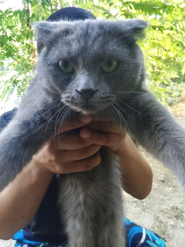 Сорочна сотлад мушук зоти Scottish Fold Сорочна сотлад мушук зоти Scottish Fold