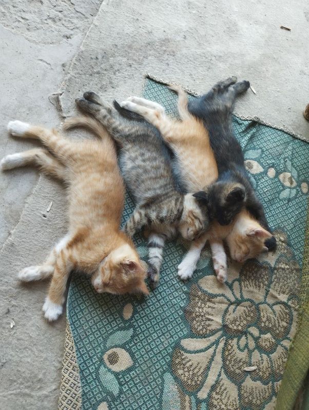 Продаются котята Продаются котята